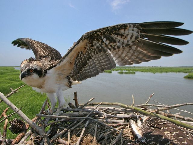 An osprey with brown and black wings and head and a white underside stands on a nest with its wings outstretched with marshlands in the background.