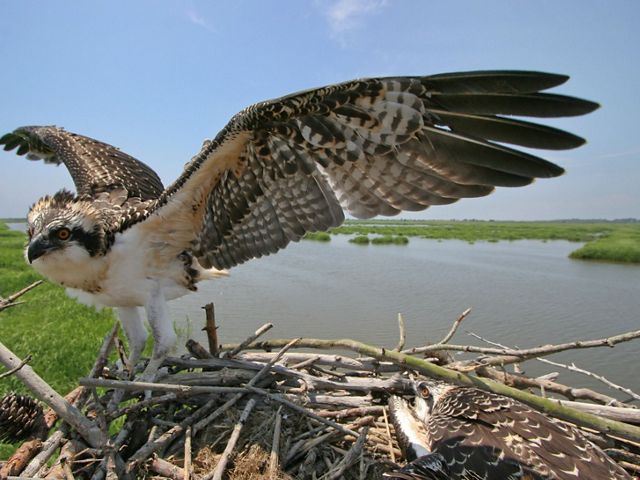 Osprey adult on a nest with outstretched wings.