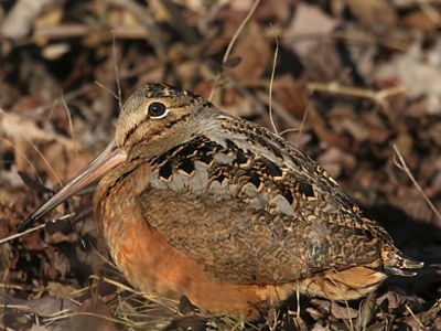 American woodcock on forest floor.