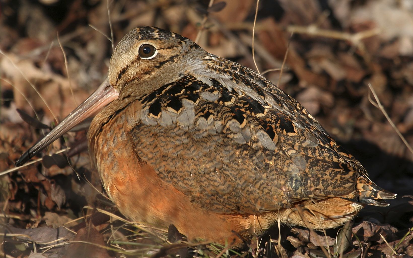 A brown bird with a long beak sitting in leaf litter.