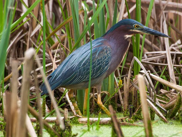 A gray-green and brown wading bird walking through marsh grasses.