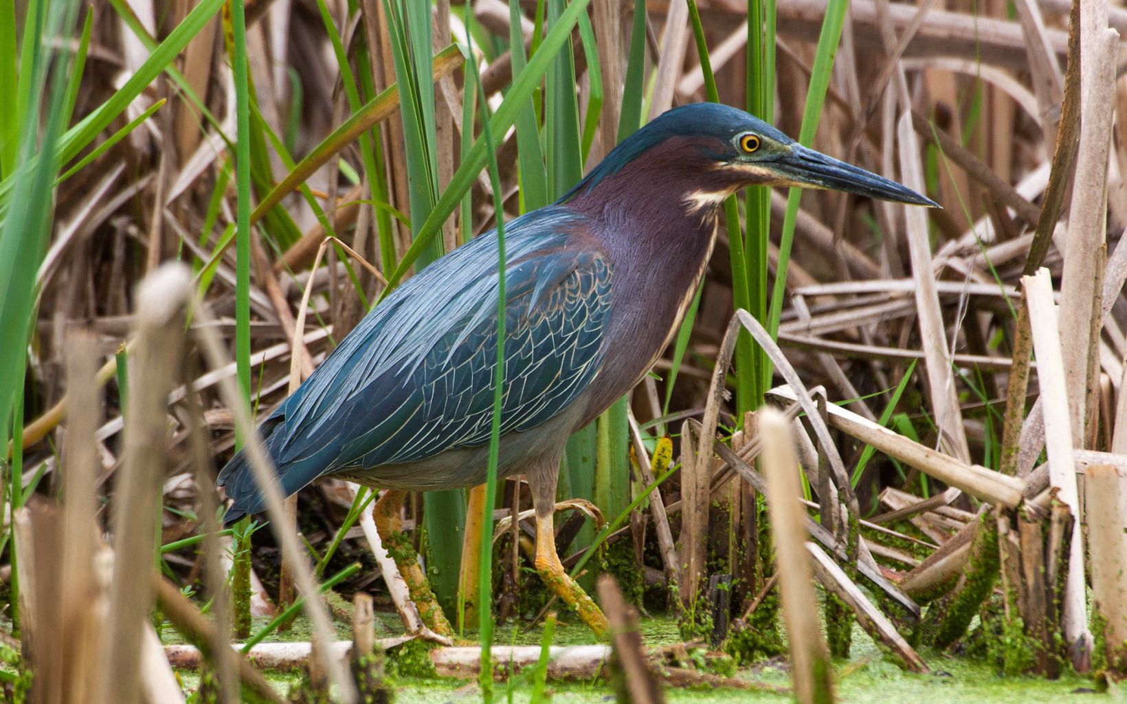 An green and blue bird rests in wetlands. 