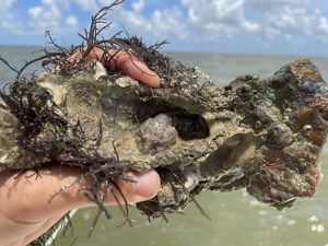 A hand holds a rocky, muddy cluster of oysters with a small fish hiding inside.