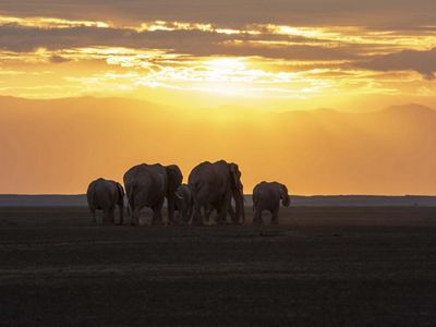 Herd of elephants in Kenya at sunset.