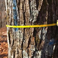 A forester uses a thin, yellow measuring tape to measure the circumfrence of a mature tree.