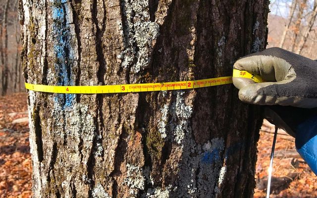 Closeup of a gloved hand wrapping a measuring tape around a tree trunk.