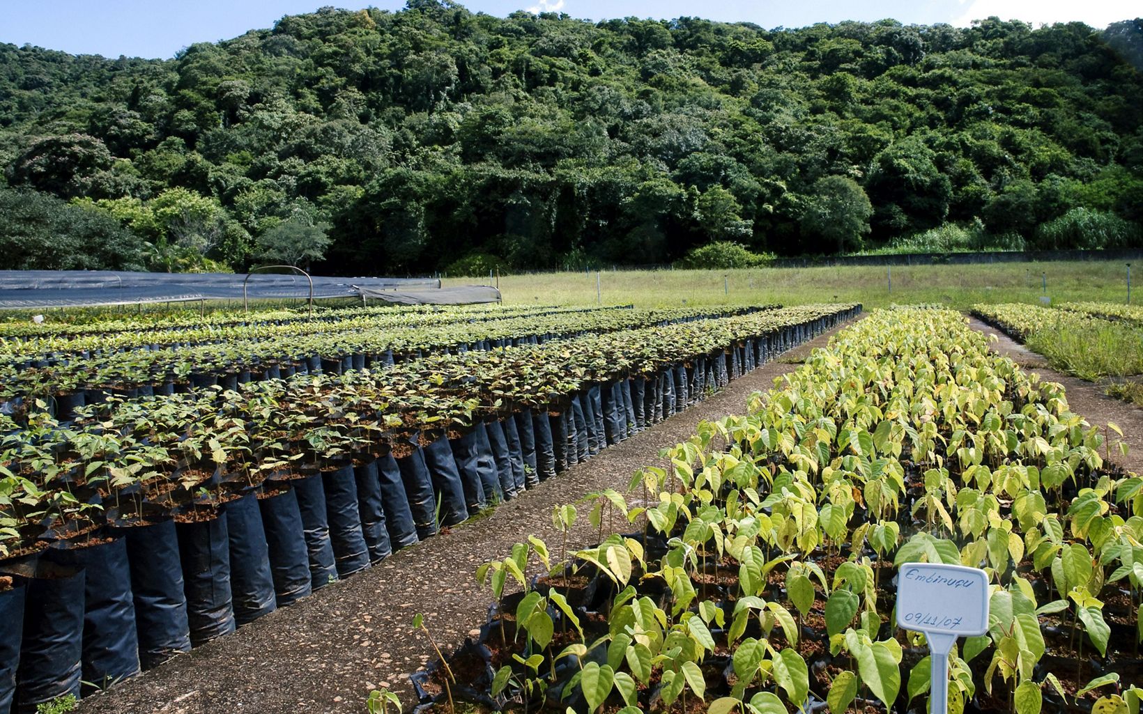 These tree seedlings will be planted in local reforestation efforts to restore degraded riparian areas in watersheds that supply water to the city of São Paulo.