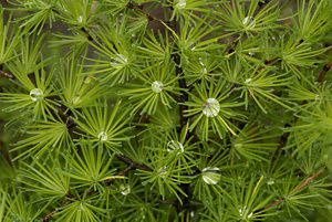 Closeup view of the green needles of a coniferous tree.
