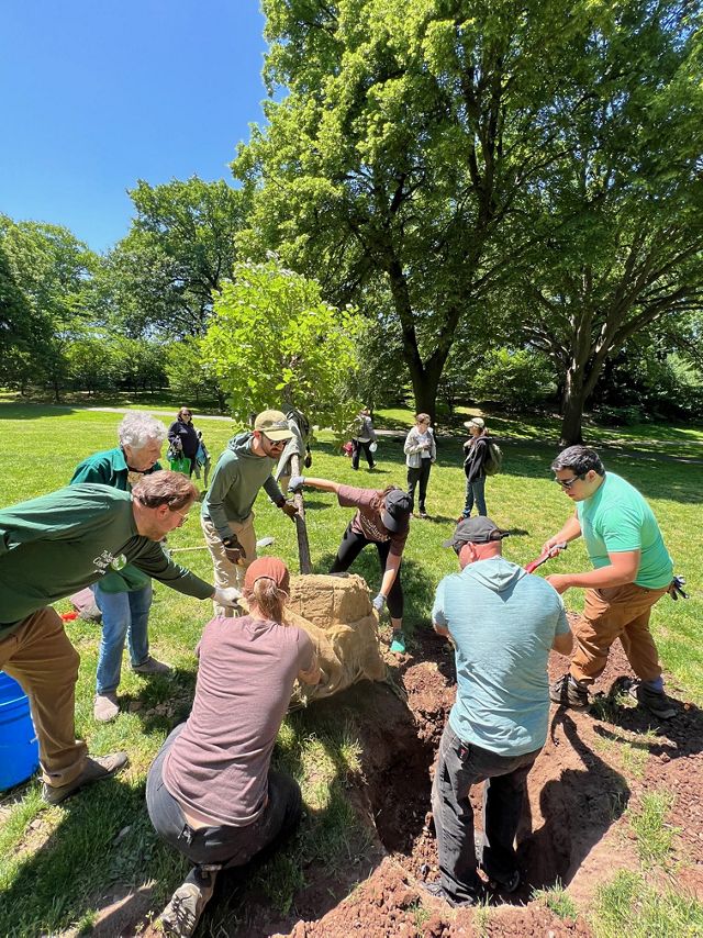 A group of people digging a hole and adding a tree to plant.