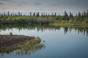 A view of river, tundra and conifer trees just outside of Igiugig, Alaska. 