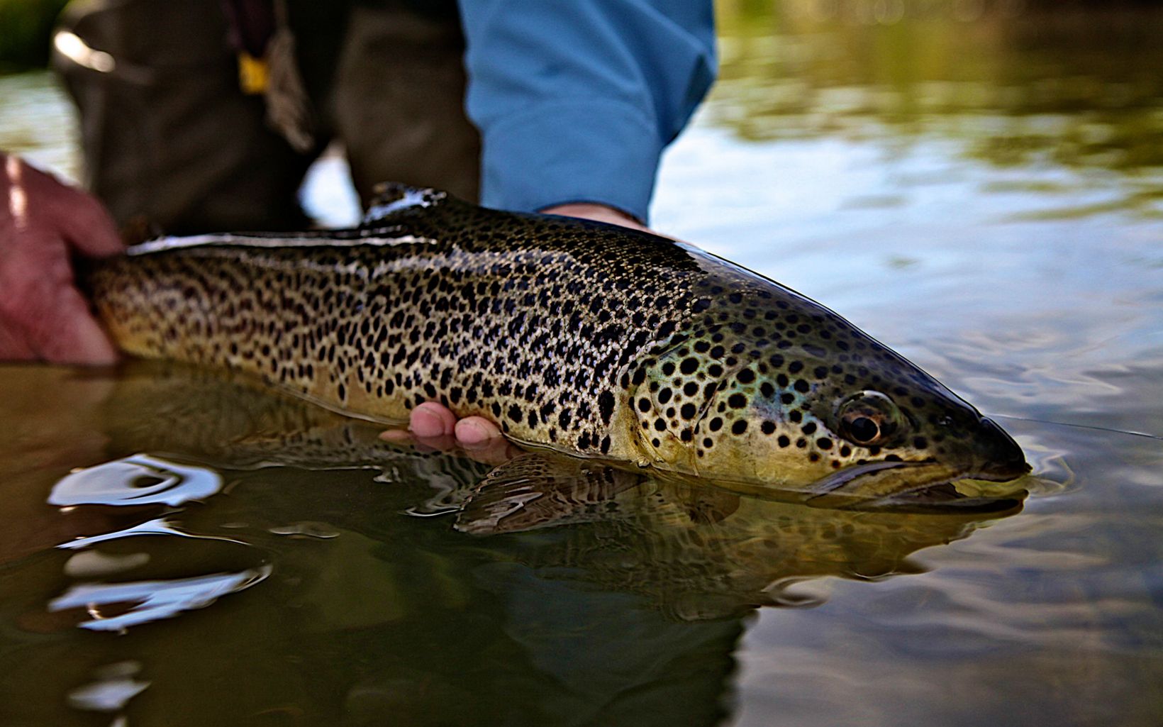 A closeup of a large brown and black trout with shimmery, spotted skin, being held in the water by an angler.