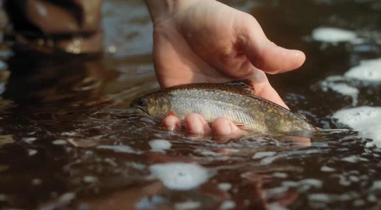 A hand holding a trout at the surface of a stream.