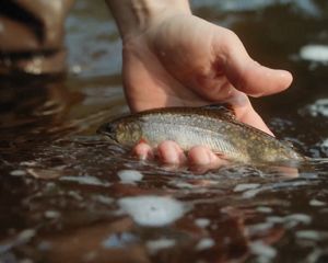 A hand holding a trout at the surface of a stream.
