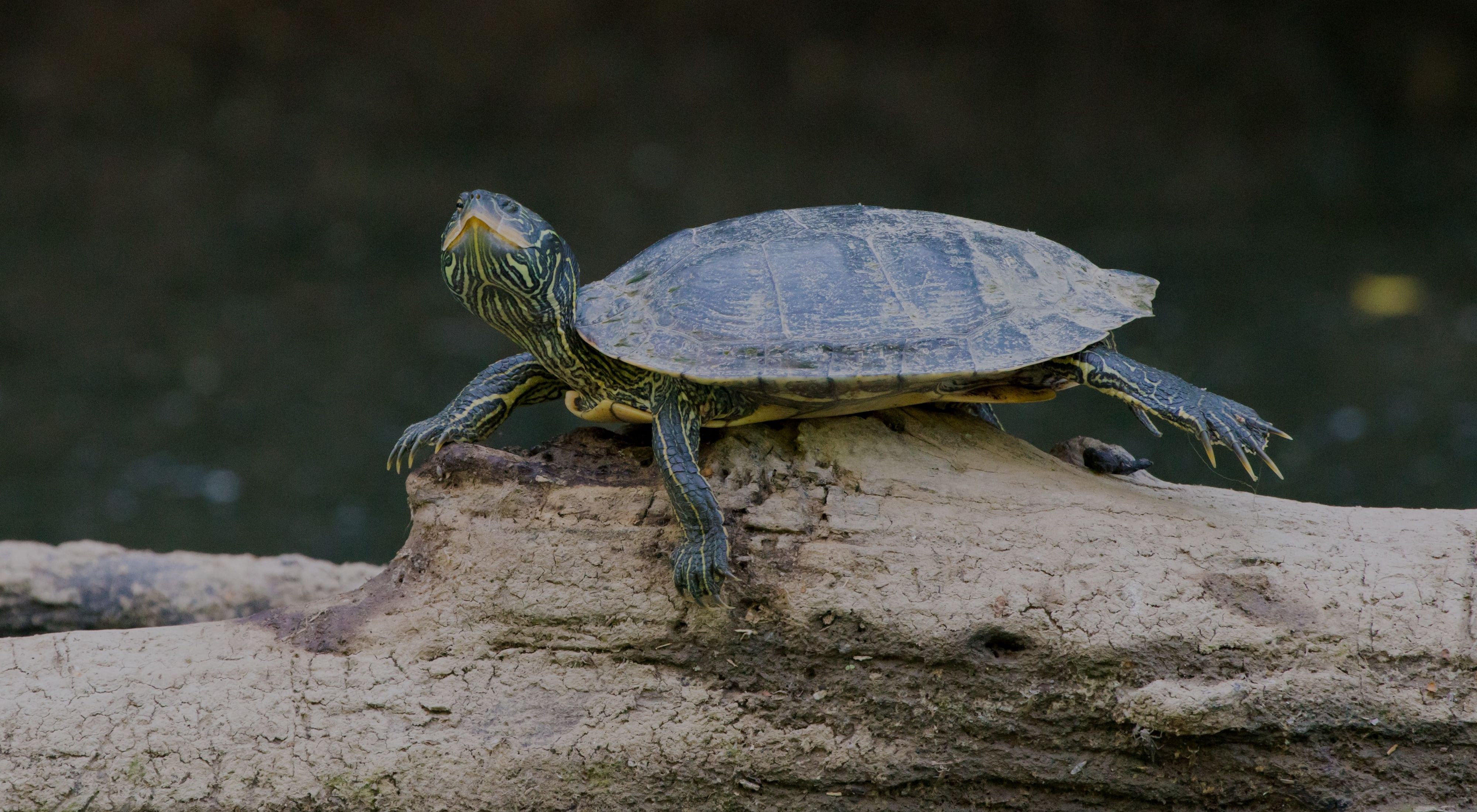 A turtle rests on a log.