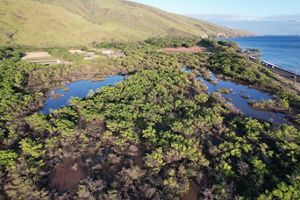 Present day Ukumehame wetlands, looking east towards the Pali Road. 