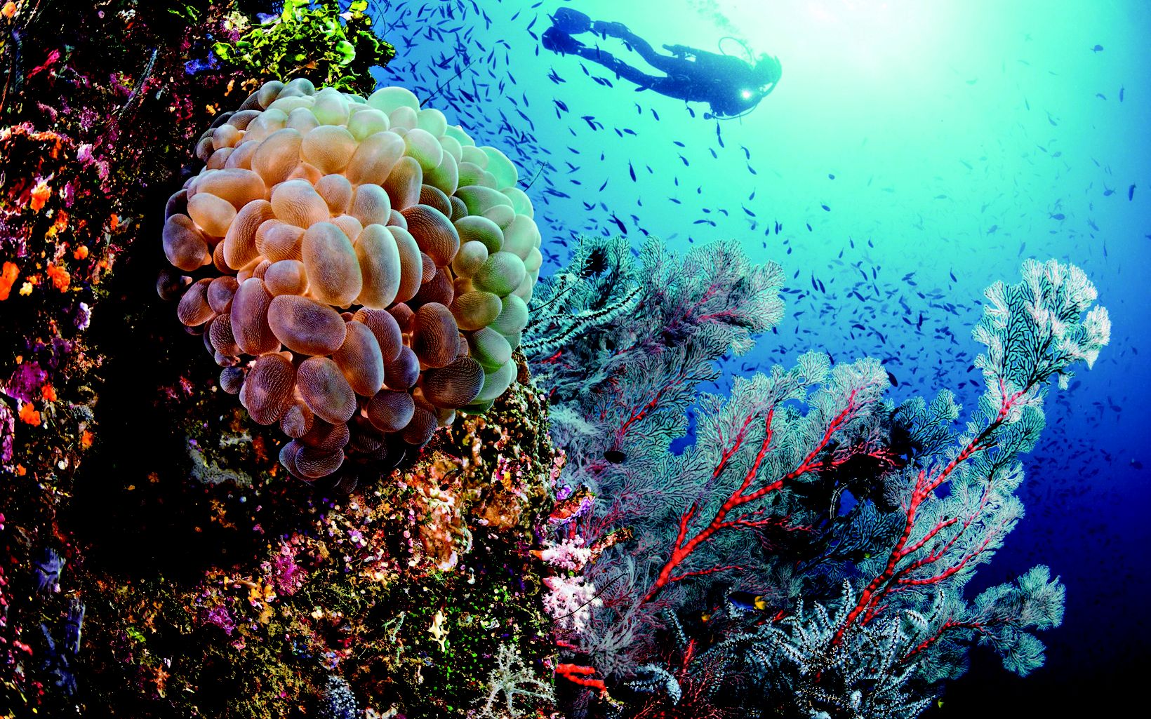 Underwater view at Two Tree dive site, Raja Ampat, Indonesia, with vibrant corals in the foreground and a diver near the water's surface in the background.
