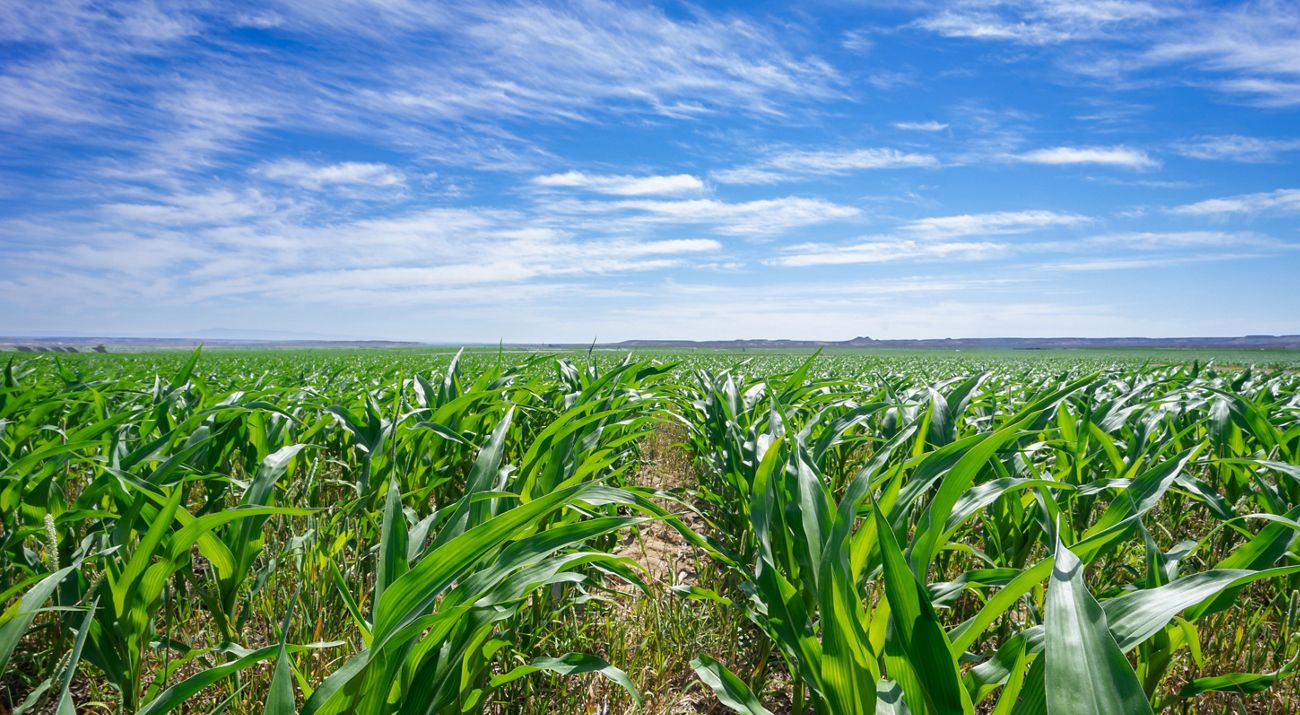 plants growing in rows on a farm