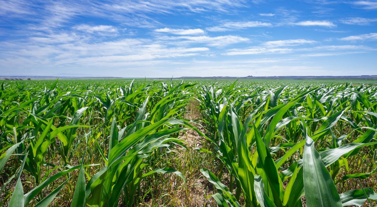 Close up of corn field.