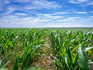 field of corn on a blue sky day