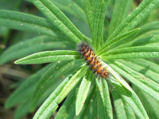 An orange caterpillar with dark gray tufts intermittently poking out of its body sits on a plant with slender green leaves.