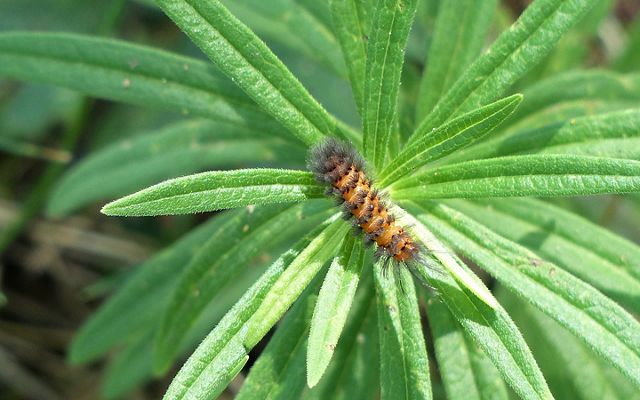 An orange caterpillar with dark gray tufts intermittently poking out of its body sits on a plant with slender green leaves.
