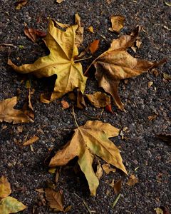 Closeup of 3 orange leaves scattered randomly on the ground.