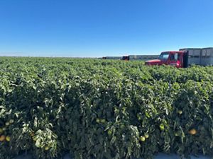 Wide view of a large tomato field with dense green plants bearing unripe and ripening fruit in the foreground, stretching to the horizon under a clear blue sky; several red trucks and stacked produce bins are parked along the edge of the field on the right. 