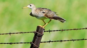 Upland sandpiper stands on a fencepost.