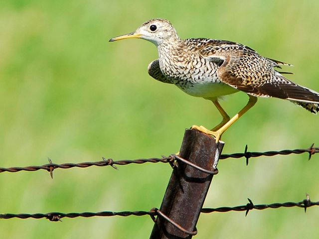 Upland sandpiper standing on a barbed wire fence.