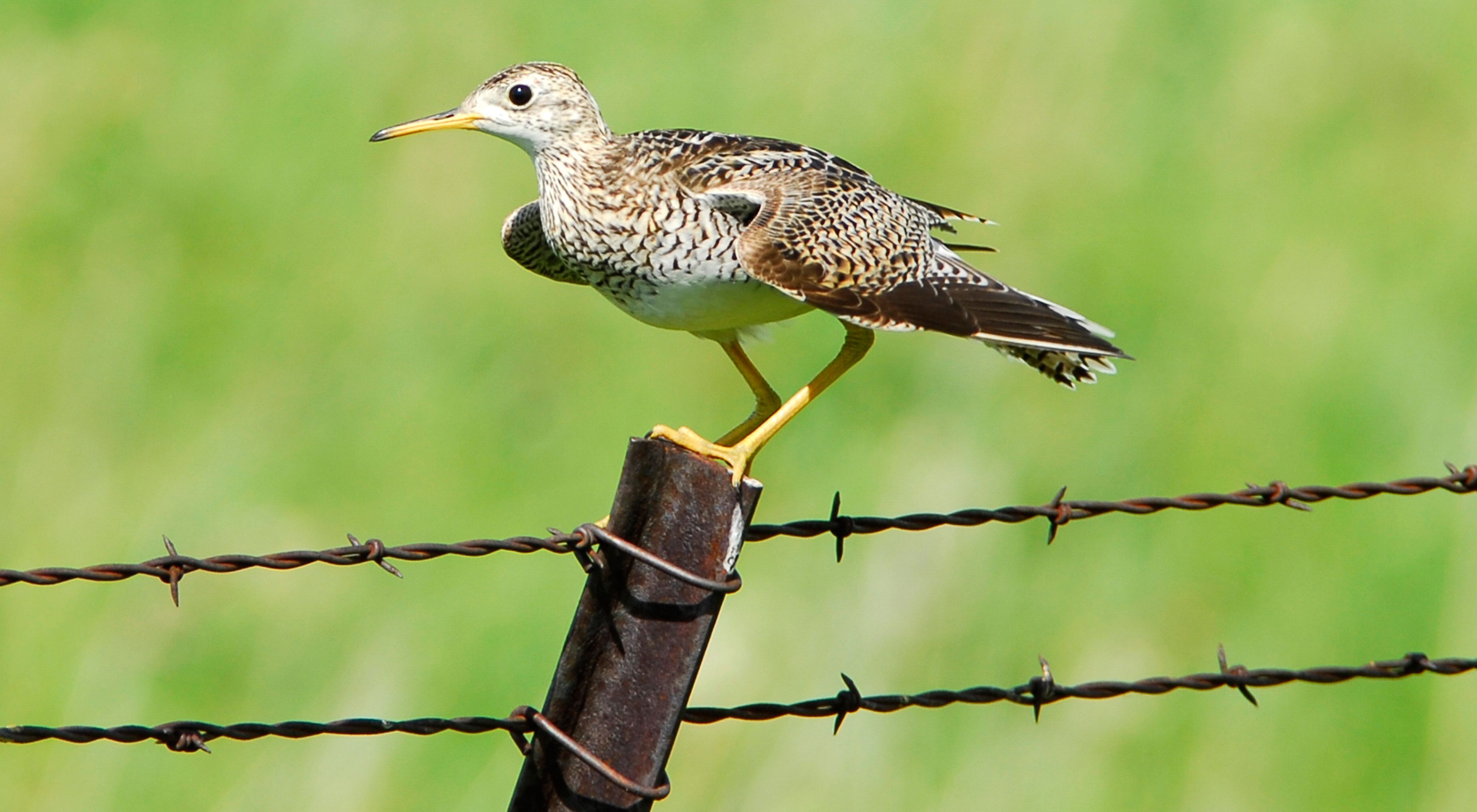 Close-up view of an Upland sandpiper on a fence post.