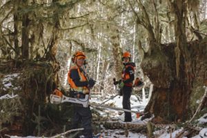 Two people working in a forest.