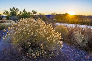 The sunsets in the distance behind a scrub plant with tan puffy flowers that grows near a dry grassy shoreline next to a body of water.