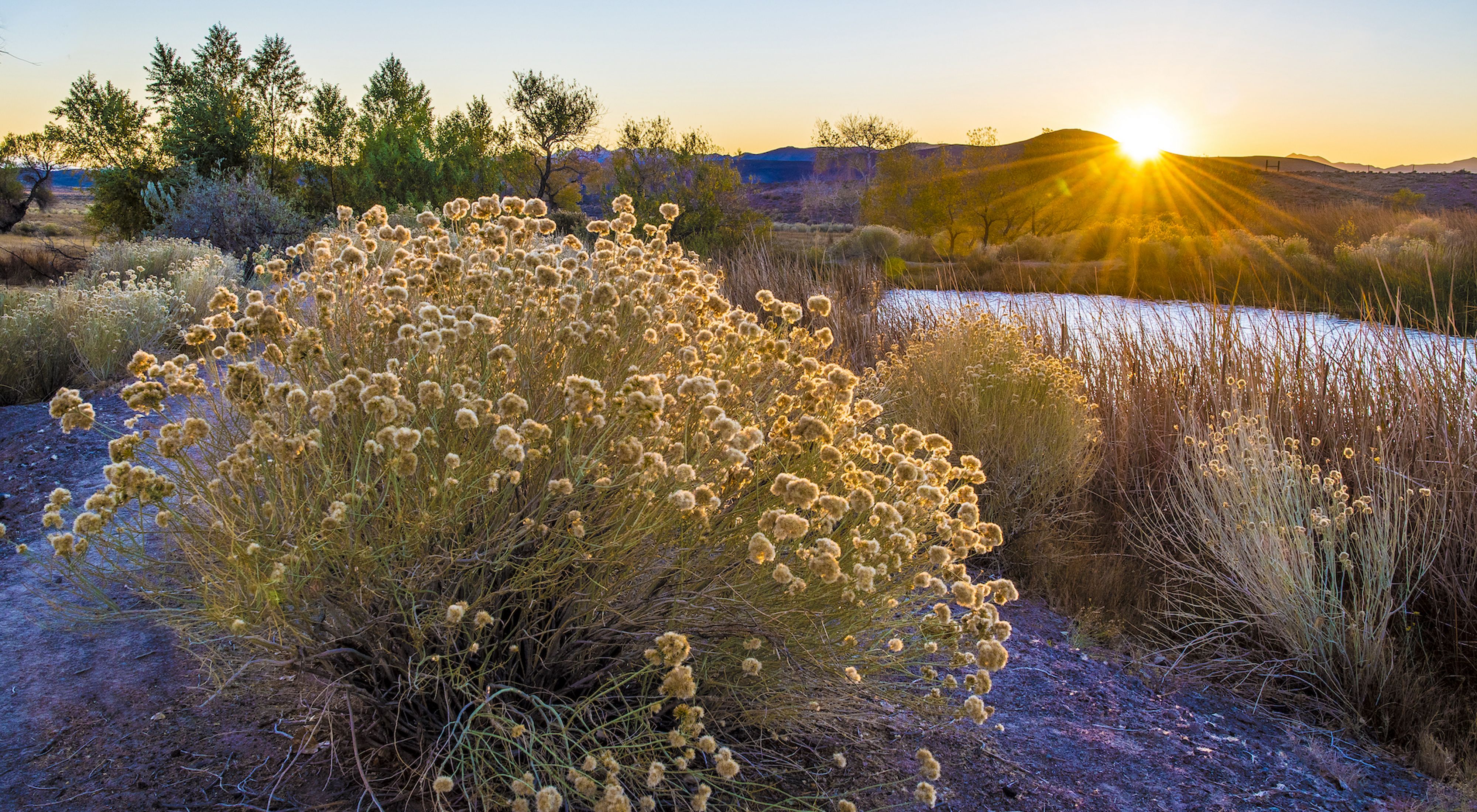 Rabbitbrush in front of a pond with the sun shining in the background
