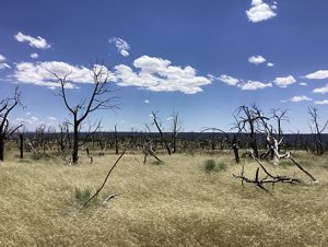 Burned ghost trees rise above tall pale grasses.
