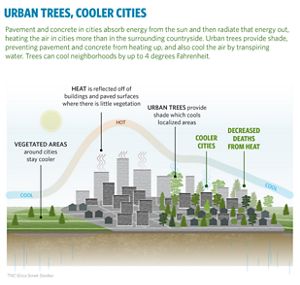 Urban Trees, Cooler Cities