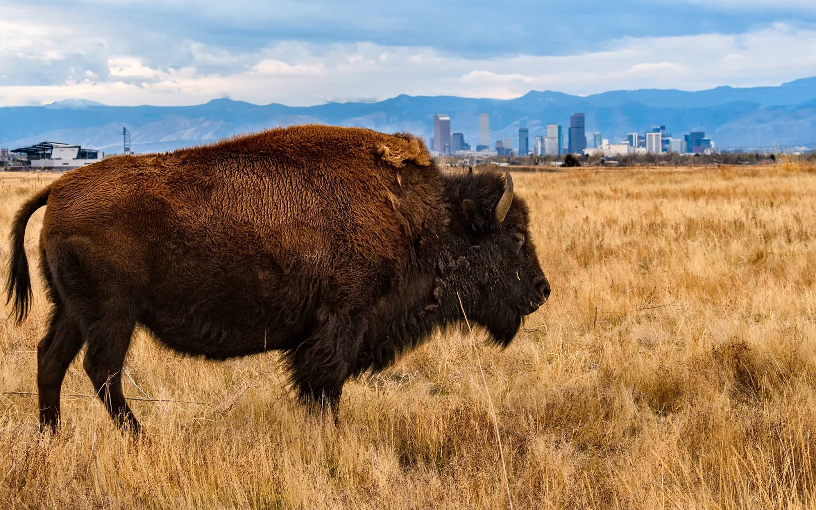 This bison image was taken in the Rocky Mountain Arsenal National Wildlife Refuge in Commerce City, CO, which is a suburb about 15 miles NE of Denver.