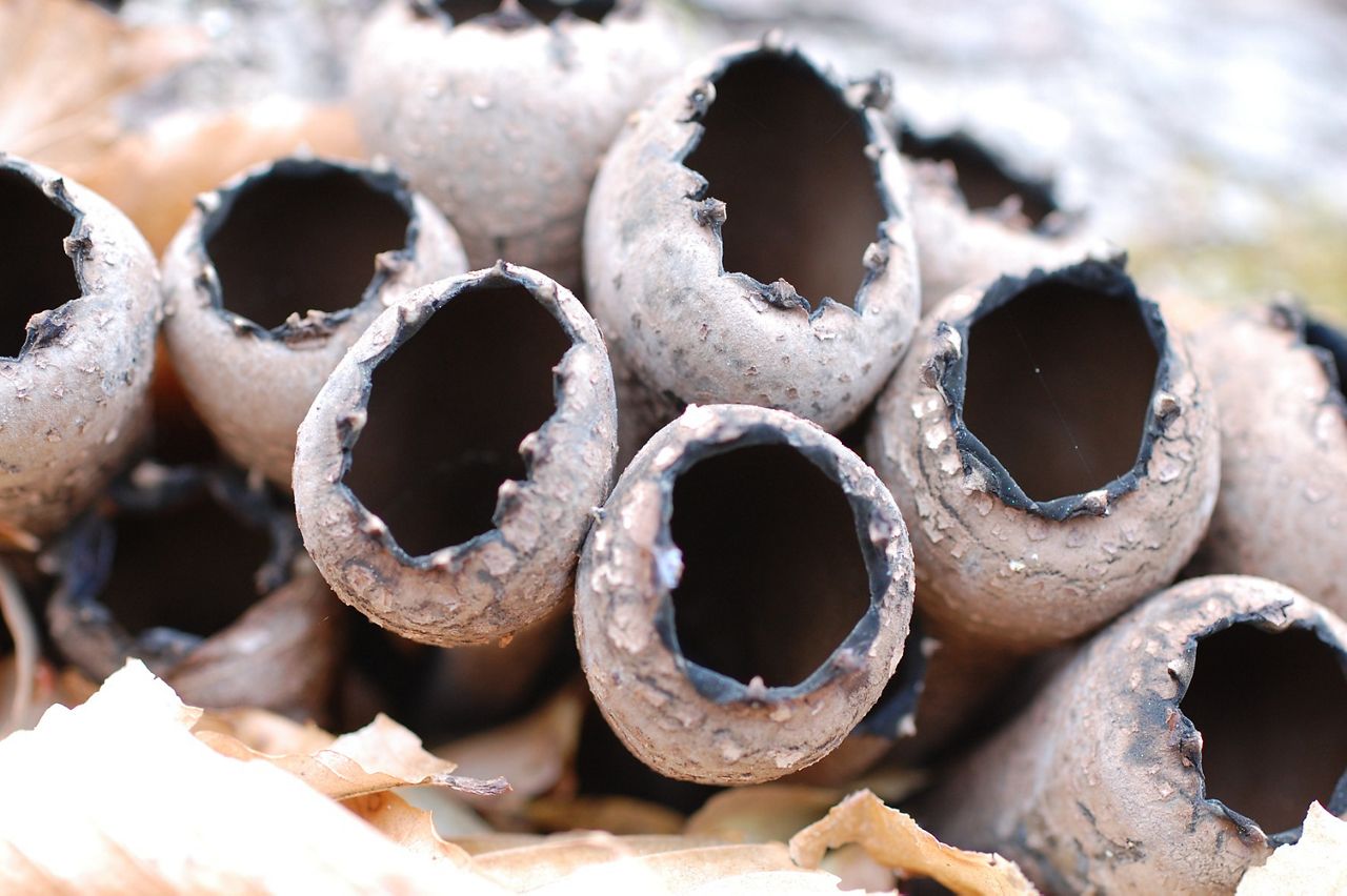 Fernbrook Natural Area Virginia The Nature Conservancy