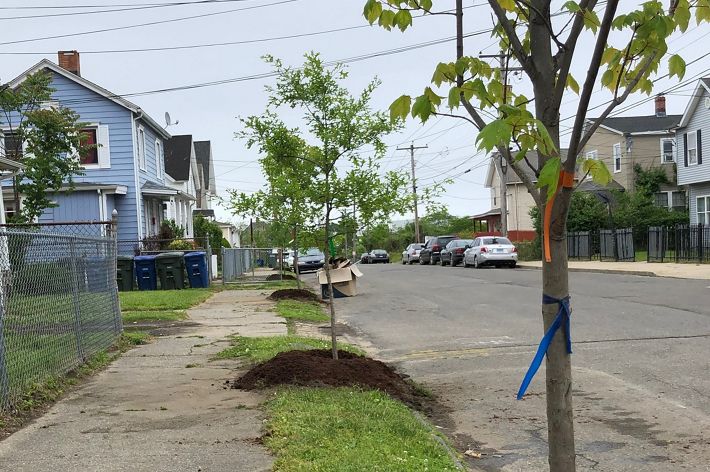 A young tree grows on a city street.