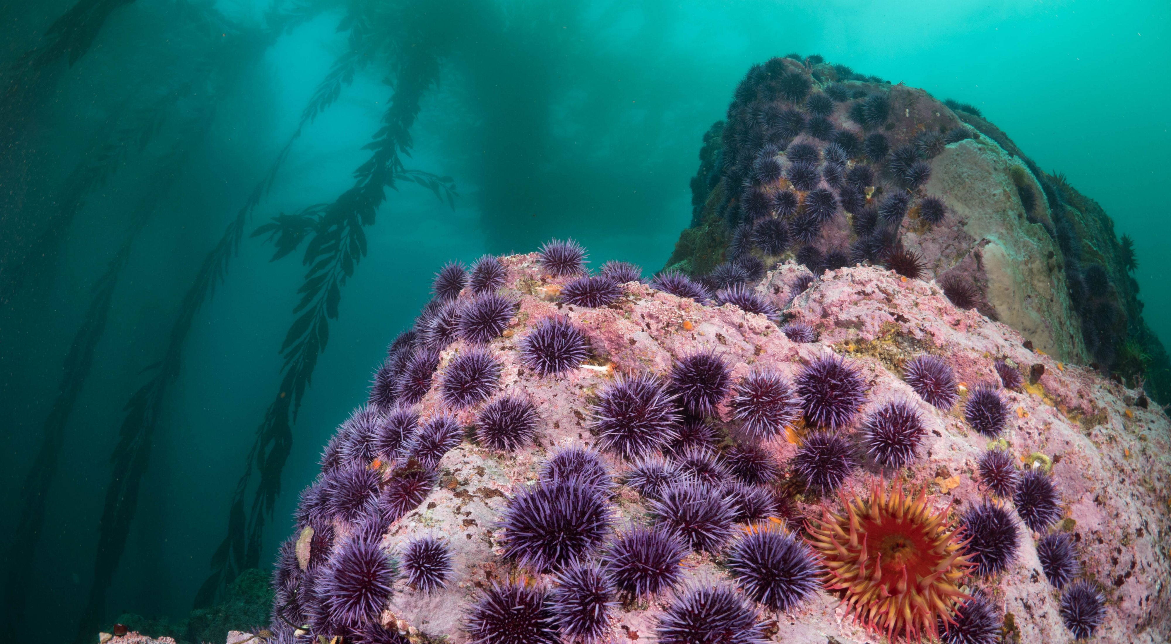 Purple urchin barren near kelp patch on a rock underwater.