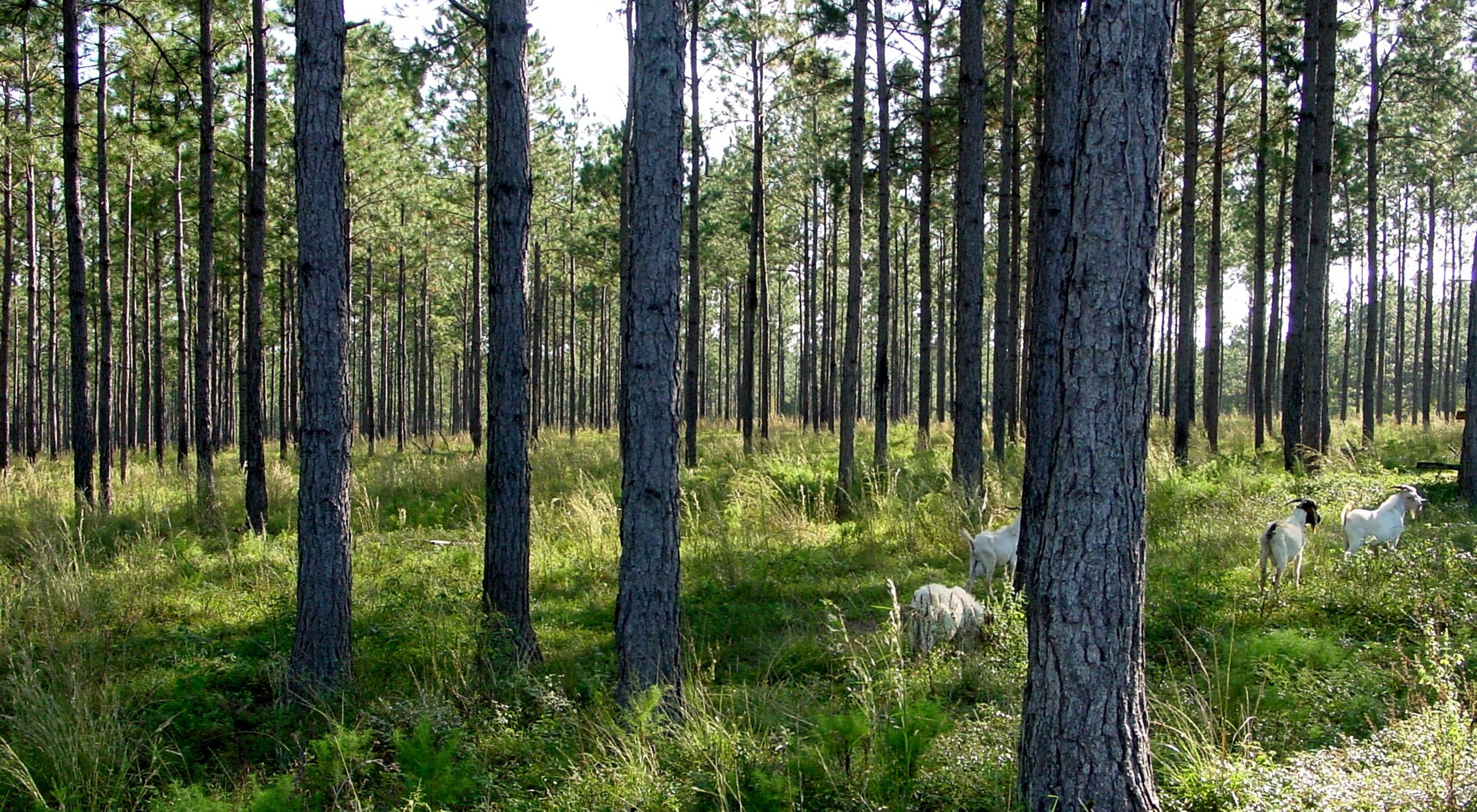 Photo of a longleaf pine forest with several goats browsing among the trees.