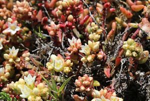 Close-up of a dense plant with tiny yellow buds and tiny white flowers.