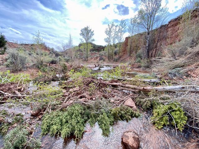View of a riverbed with rocks, branches and other vegetation laying across it, and tall trees in the background.