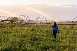 A researcher walks toward agricultural sprinklers in a grassy field.