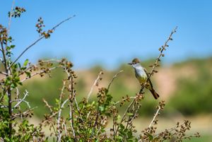 A bird perched on a branch at the Canyonlands Research Center.