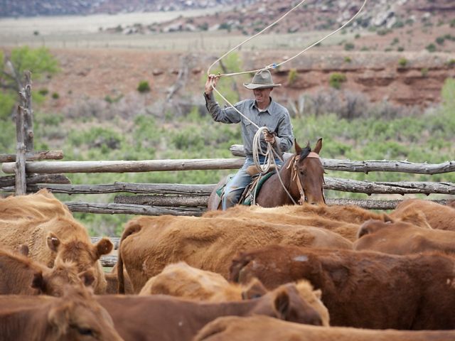 Topher Dalrymple ropes the calves in the coral at Dugout Ranch, Utah.