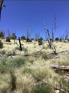 Burned ghost trees rise above tall pale grasses.