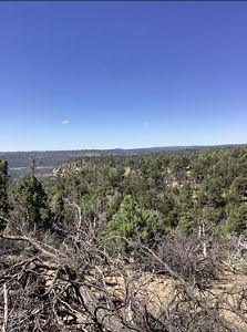Tall pine trees stretch across a wide valley to a line of mountains along the horizon.