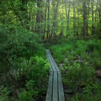 A wooden boardwalk path through a green forest. 