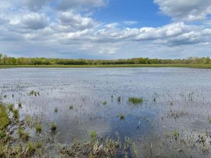 A wetland under a blue sky.