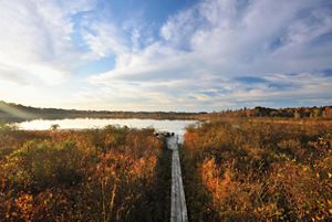 A boardwalk path through reeds going toward a lake under a sunset.